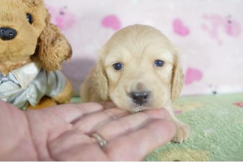 成約済の兵庫県のミニチュアダックスフンド(ロングヘアード)-55192の4枚目