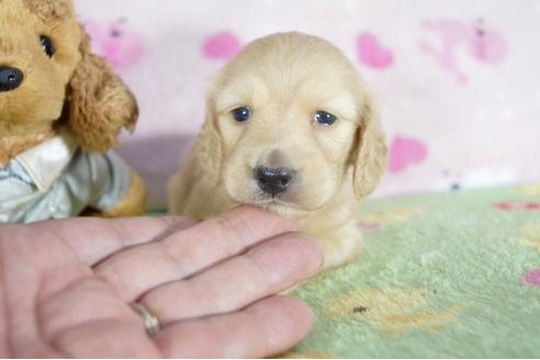成約済の兵庫県のミニチュアダックスフンド(ロングヘアード)-55192の3枚目