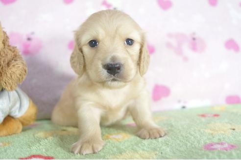 成約済の兵庫県のミニチュアダックスフンド(ロングヘアード)-55192の2枚目