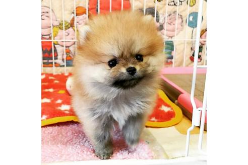 成約済の秋田県のポメラニアン-55268の4枚目