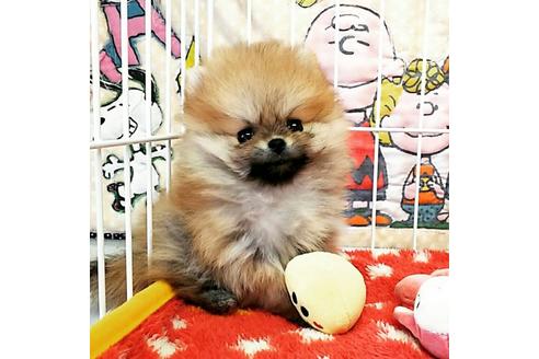 成約済の秋田県のポメラニアン-55268の3枚目