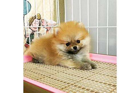 成約済の秋田県のポメラニアン-55268の2枚目