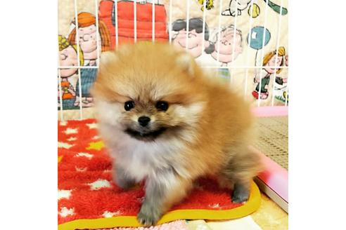 成約済の秋田県のポメラニアン-55268の1枚目
