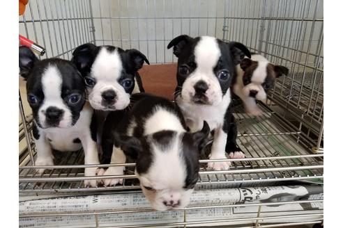 成約済の愛知県のボストンテリア-55277の5枚目