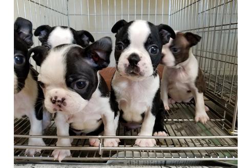 成約済の愛知県のボストンテリア-55277の4枚目