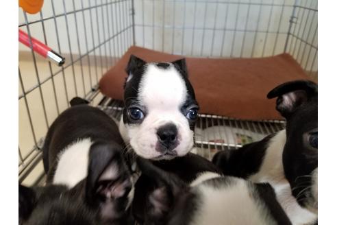 成約済の愛知県のボストンテリア-55277の3枚目