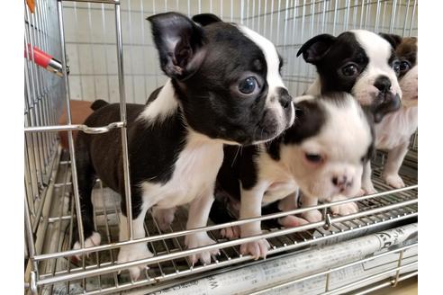 成約済の愛知県のボストンテリア-55277の2枚目