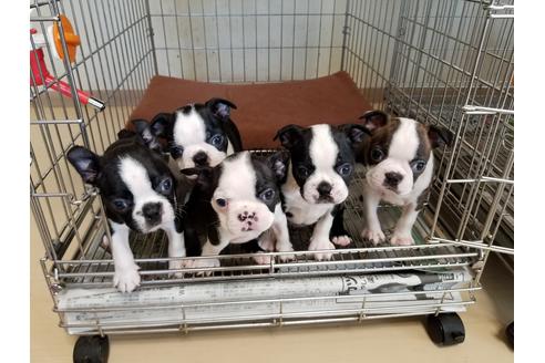 成約済の愛知県のボストンテリア-55277の1枚目