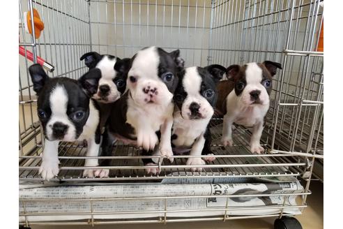 成約済の愛知県のボストンテリア-55288の3枚目