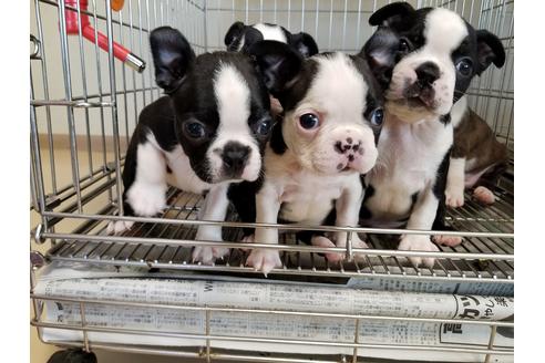 成約済の愛知県のボストンテリア-55288の1枚目