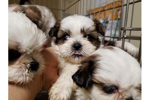 成約済の愛知県のシーズー-55294の5枚目