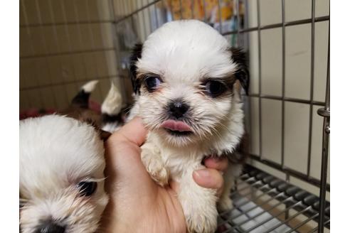 成約済の愛知県のシーズー-55294の4枚目