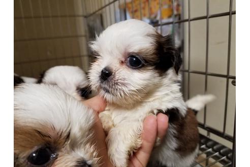 成約済の愛知県のシーズー-55294の3枚目