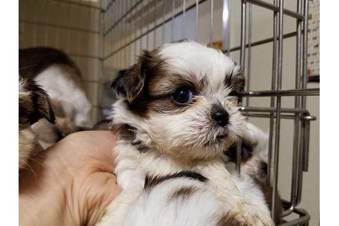 成約済の愛知県のシーズー-55294の2枚目