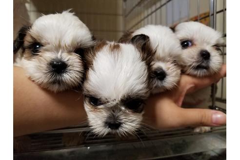 成約済の愛知県のシーズー-55294の1枚目