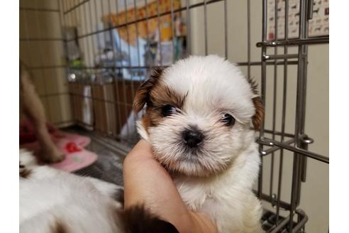 成約済の愛知県のシーズー-55291の6枚目
