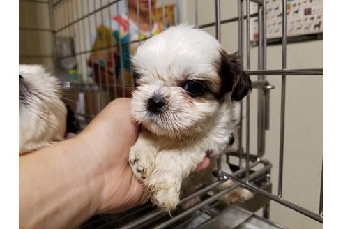 成約済の愛知県のシーズー-55291の5枚目