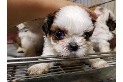 成約済の愛知県のシーズー-55291の4枚目