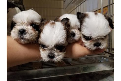 成約済の愛知県のシーズー-55291の3枚目