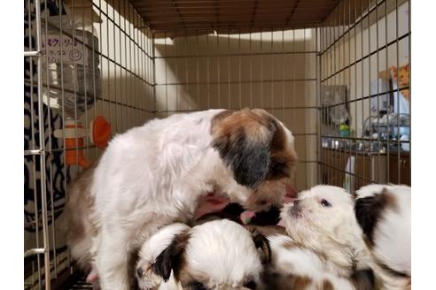 成約済の愛知県のシーズー-55291の2枚目