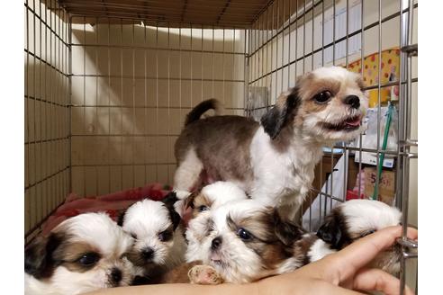 成約済の愛知県のシーズー-55291の1枚目