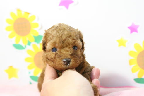 成約済の京都府のトイプードル-55311の3枚目