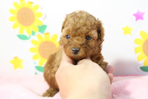 成約済の京都府のトイプードル-55311の2枚目