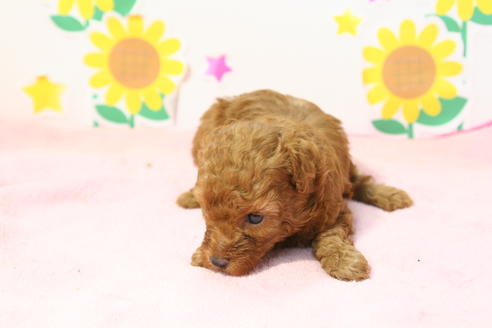 成約済の京都府のトイプードル-55311の1枚目