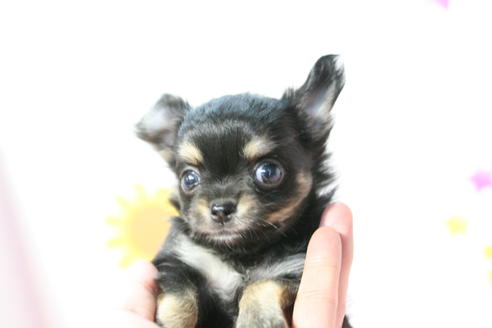 成約済の京都府のチワワ(ロングコート)-55318の3枚目