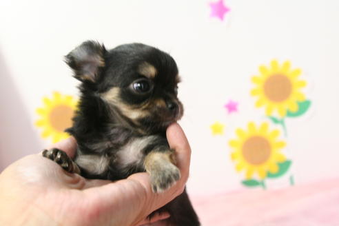 成約済の京都府のチワワ(ロングコート)-55318の2枚目