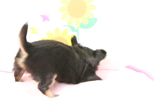 成約済の京都府のチワワ(ロングコート)-55318の1枚目