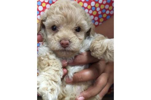 成約済の静岡県のトイプードル-55325の2枚目