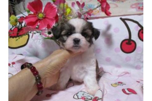 成約済の鹿児島県のミックス犬-55331の3枚目