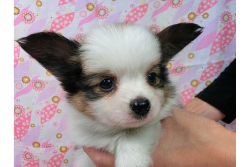 成約済の千葉県のパピヨン-54495の1枚目