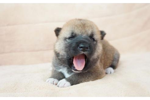 成約済の奈良県の柴犬-55385の5枚目