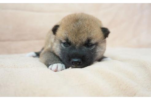成約済の奈良県の柴犬-55385の4枚目