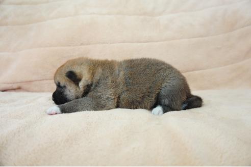 成約済の奈良県の柴犬-55385の3枚目