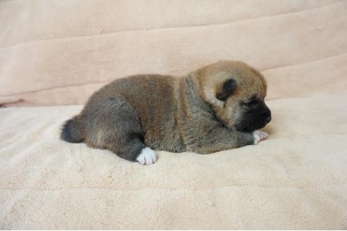 成約済の奈良県の柴犬-55385の2枚目