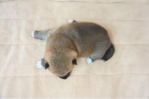 成約済の奈良県の柴犬-55385の1枚目