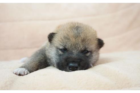 成約済の奈良県の柴犬-55389の4枚目