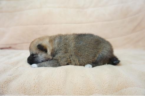 成約済の奈良県の柴犬-55389の3枚目
