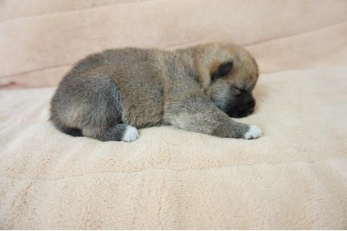 成約済の奈良県の柴犬-55389の2枚目