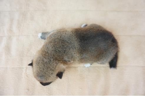 成約済の奈良県の柴犬-55389の1枚目