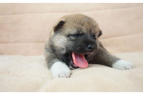 成約済の奈良県の柴犬-55391の5枚目