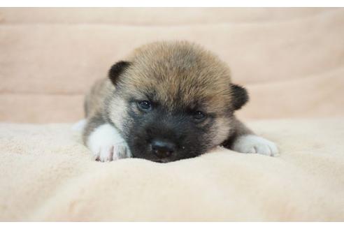 成約済の奈良県の柴犬-55391の4枚目