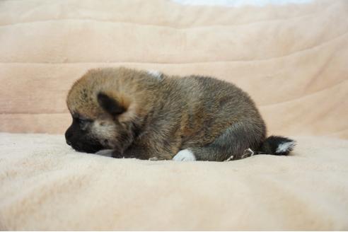 成約済の奈良県の柴犬-55391の3枚目