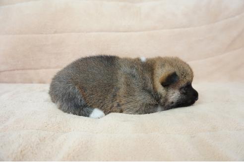 成約済の奈良県の柴犬-55391の2枚目