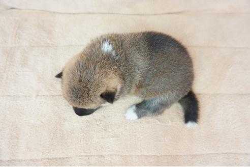 成約済の奈良県の柴犬-55391の1枚目