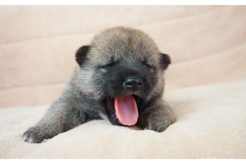 成約済の奈良県の柴犬-55393の5枚目