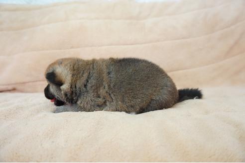 成約済の奈良県の柴犬-55393の3枚目